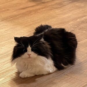 Meet your Posher, Minh